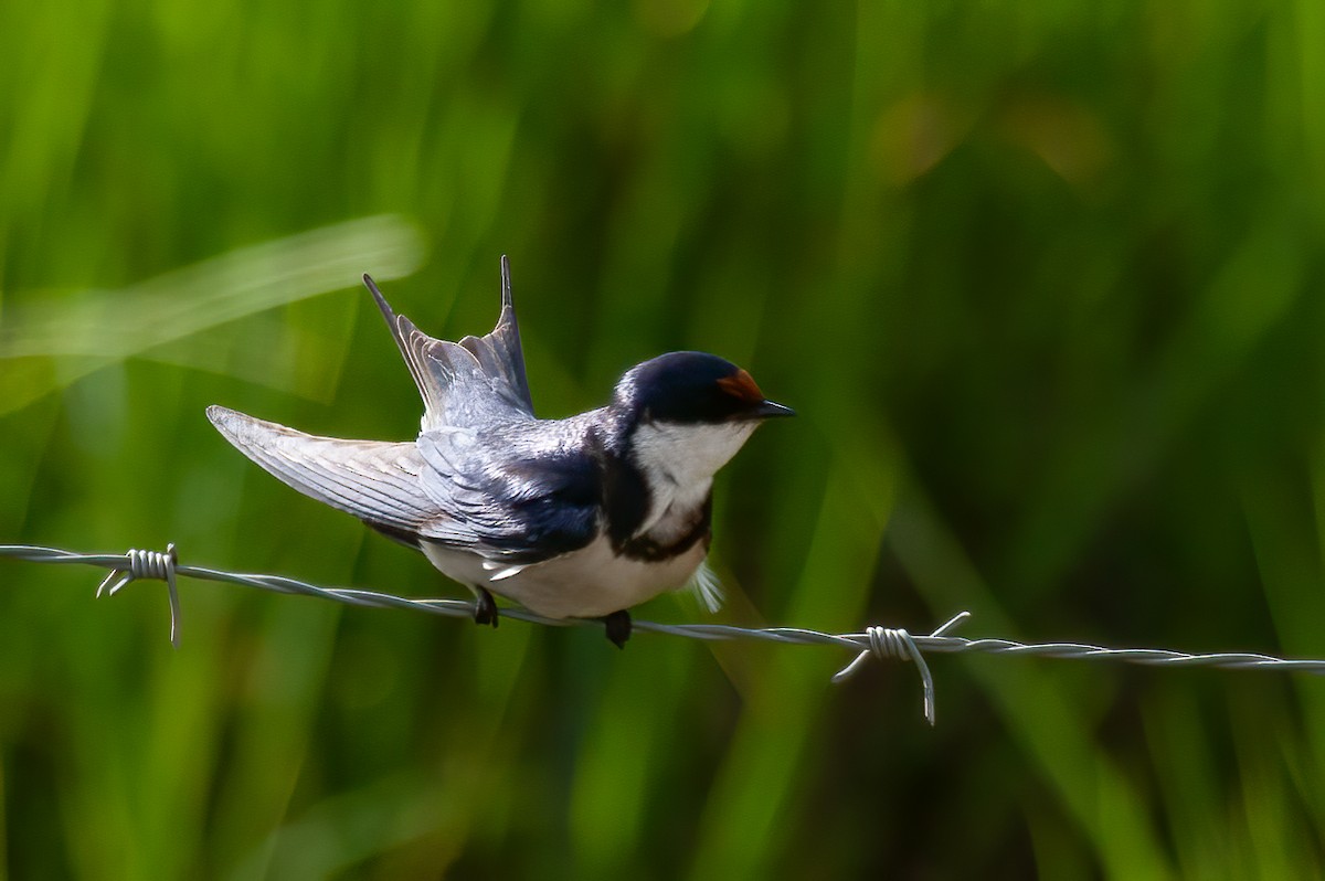 White-throated Swallow - Chris Jones