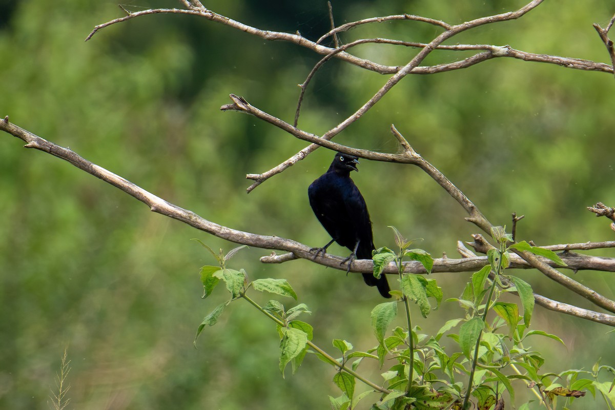 fiolettglansstær - ML614231097