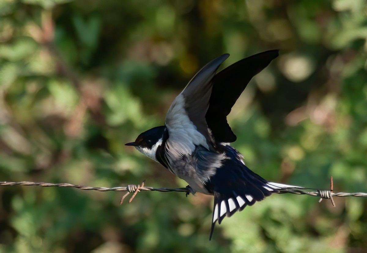 White-throated Swallow - Chris Jones