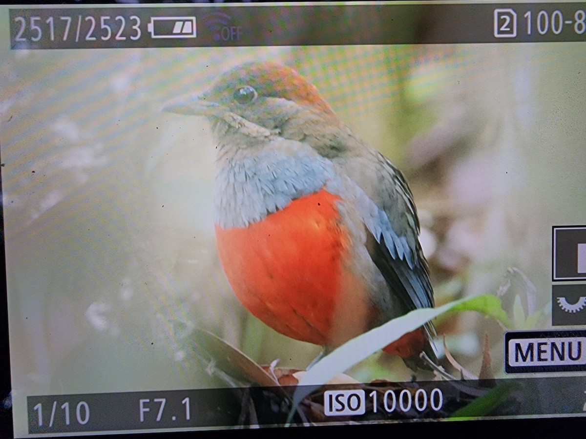 Whiskered Pitta - Irene  Dy