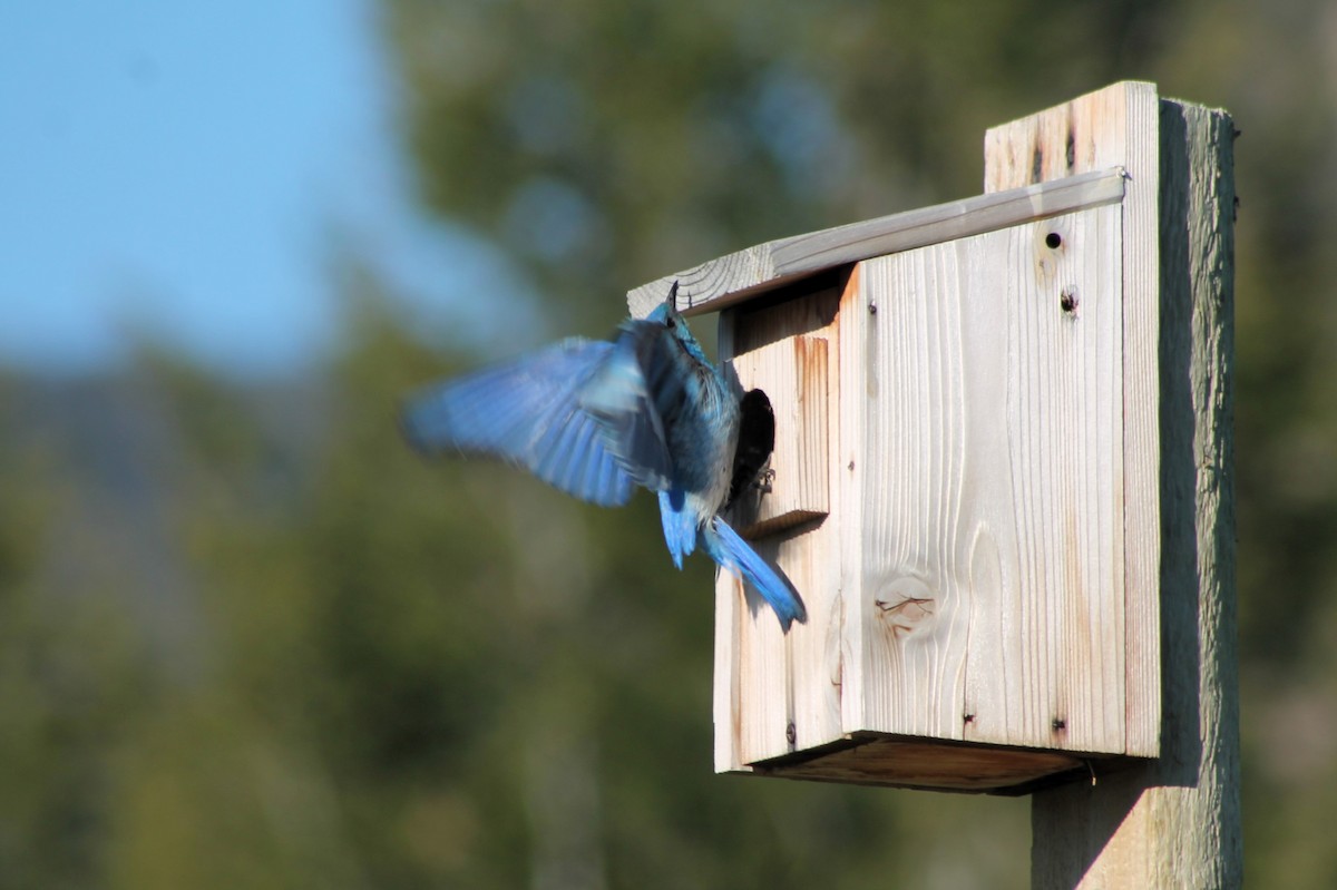 Mountain Bluebird - ML614231164