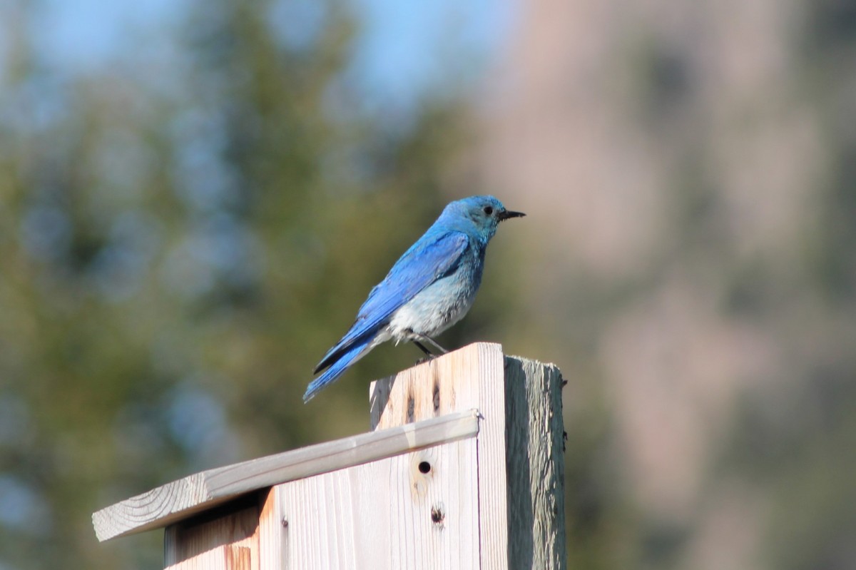 Mountain Bluebird - ML614231165