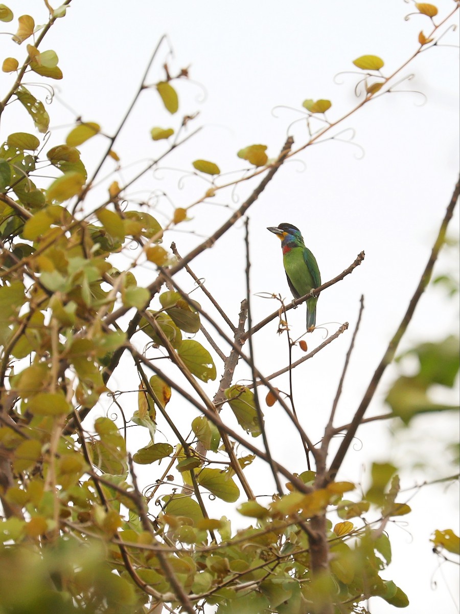 barbet chajnanský - ML614231236