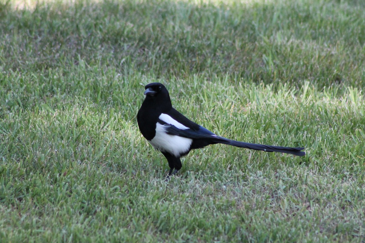 Black-billed Magpie - ML614231293