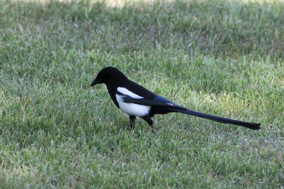 Black-billed Magpie - ML614231294