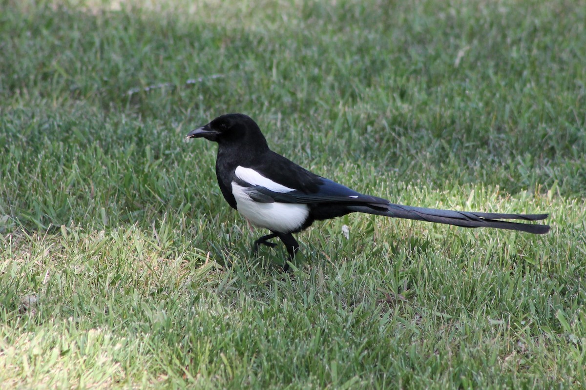 Black-billed Magpie - ML614231295