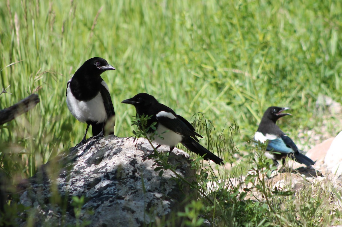 Black-billed Magpie - ML614231299