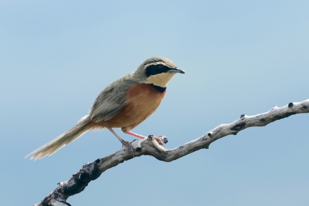 Olive-crowned Crescentchest - Garret Skead