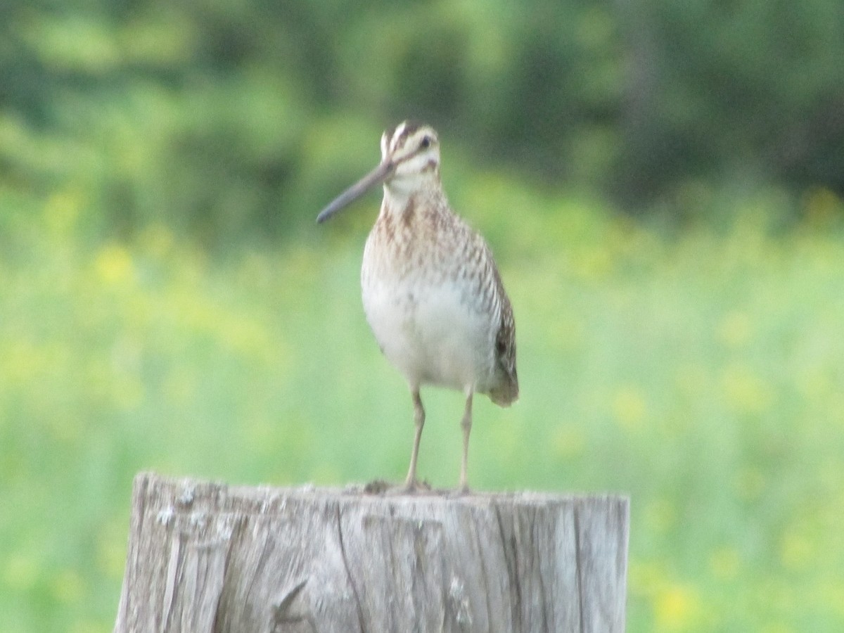 Wilson's Snipe - ML61423131