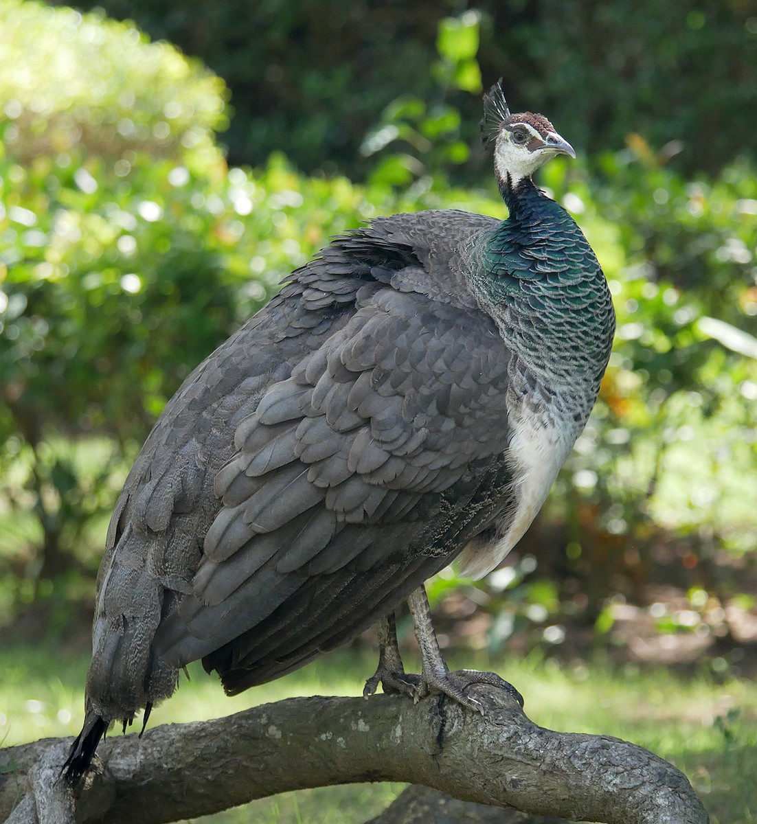 Indian Peafowl - ML614231343