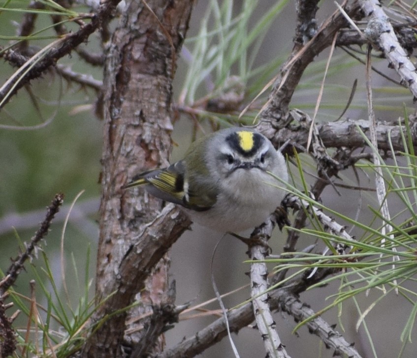 Golden-crowned Kinglet - Neal Fitzsimmons