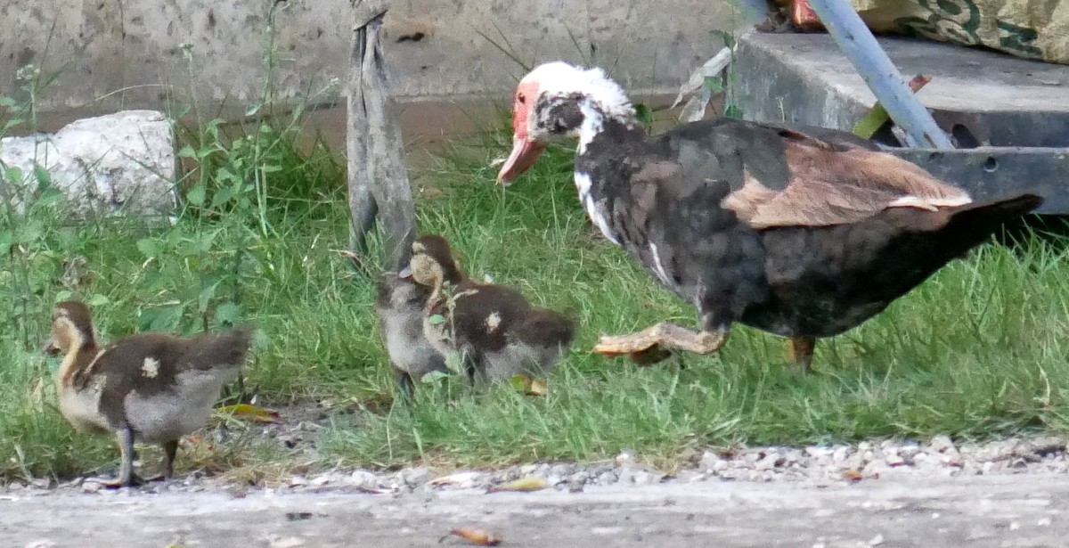 Muscovy Duck (Domestic type) - ML614231353