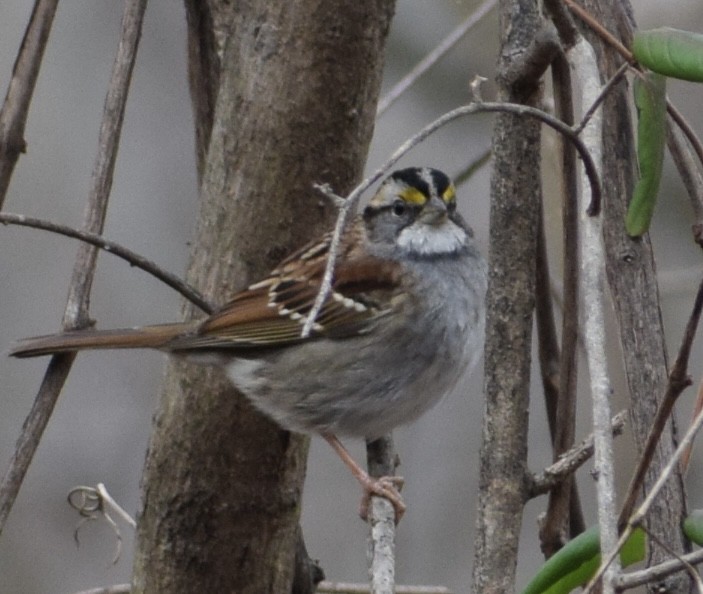 White-throated Sparrow - ML614231402