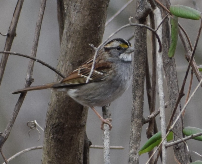 White-throated Sparrow - ML614231403