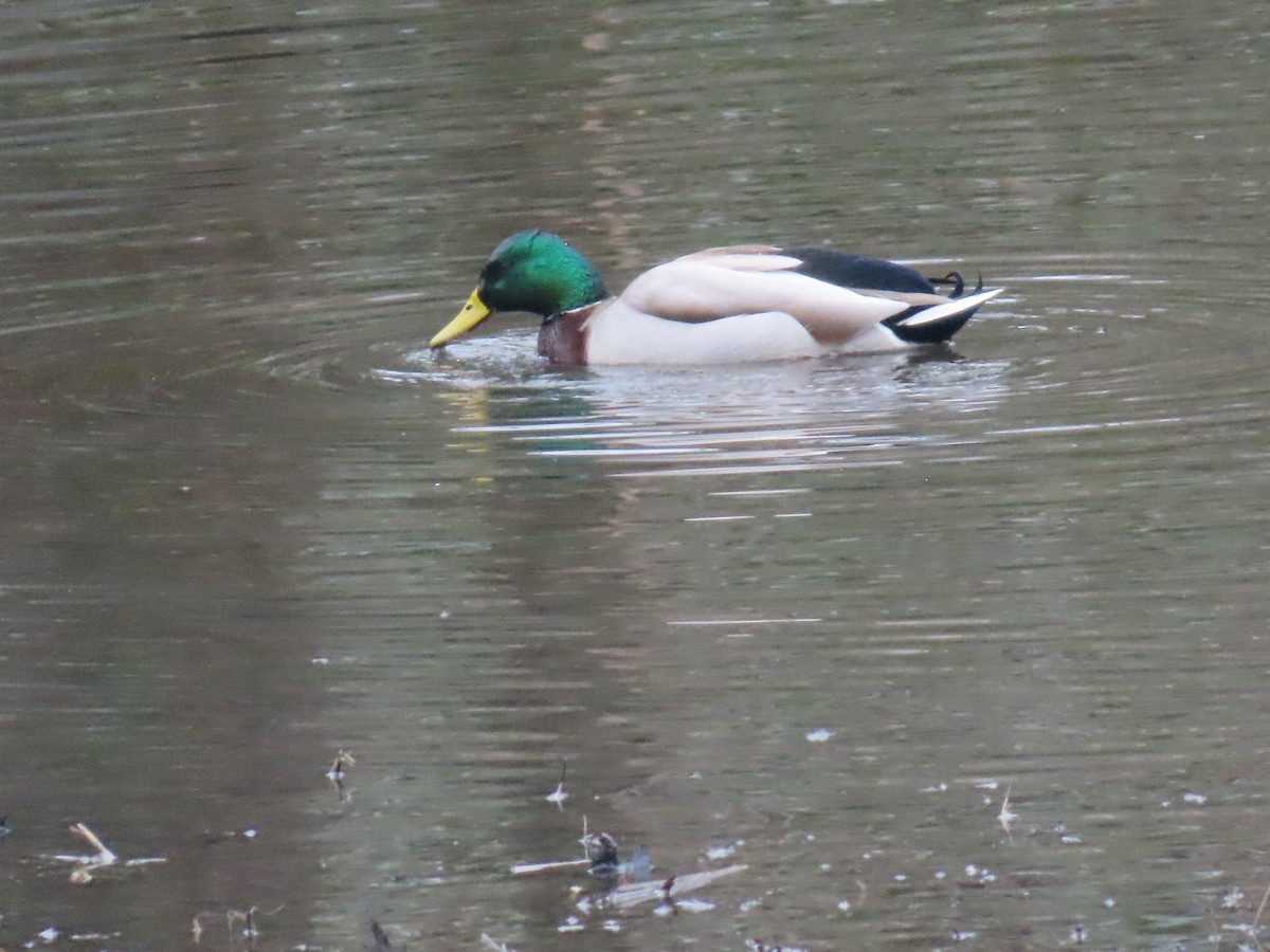 Canard colvert - ML614231435