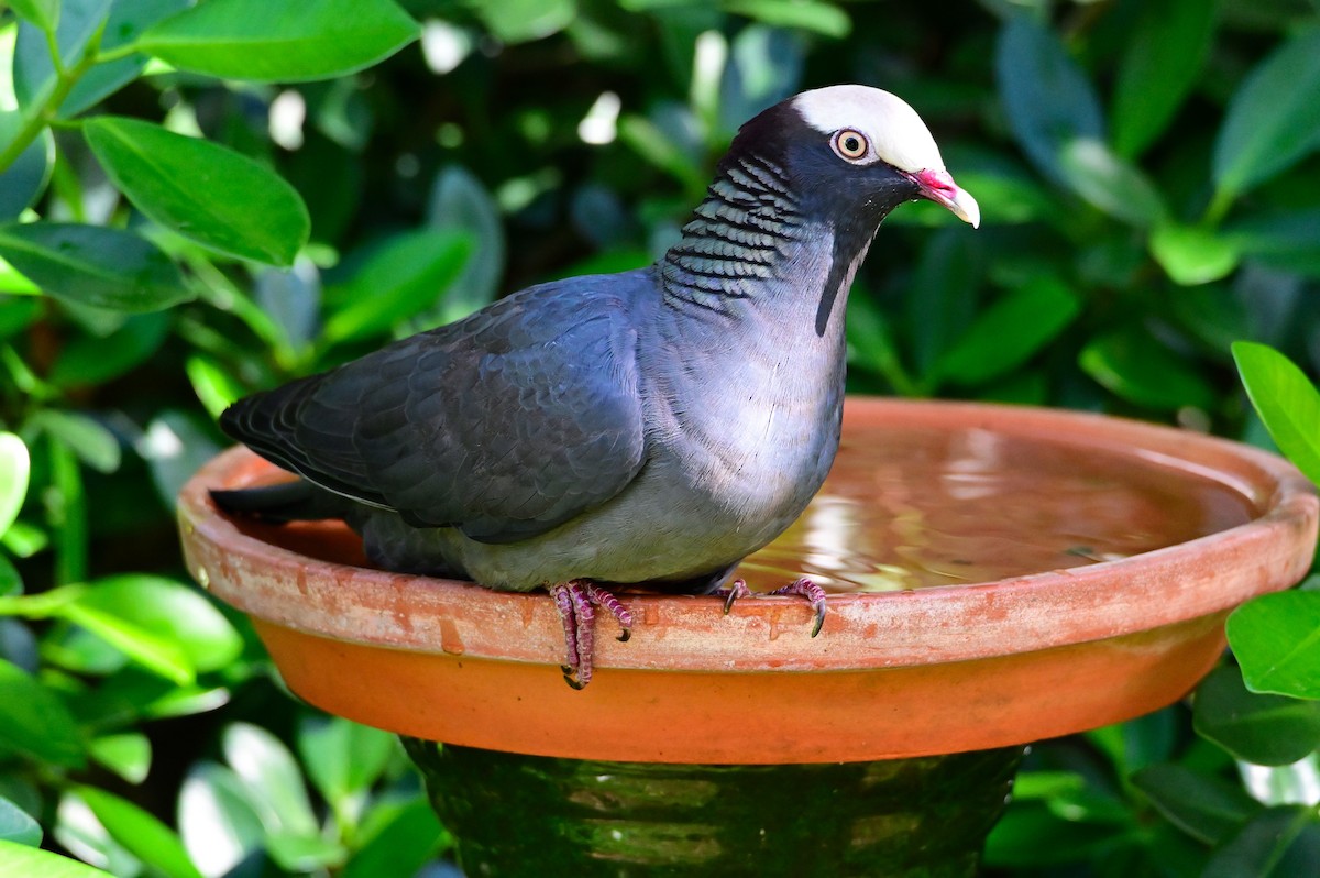 White-crowned Pigeon - ML614231437