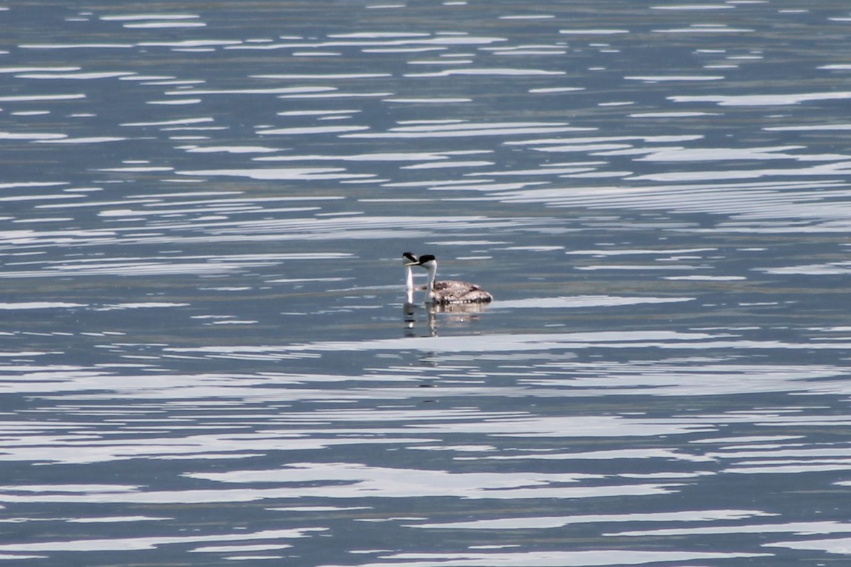 Western Grebe - Andrew Staufer