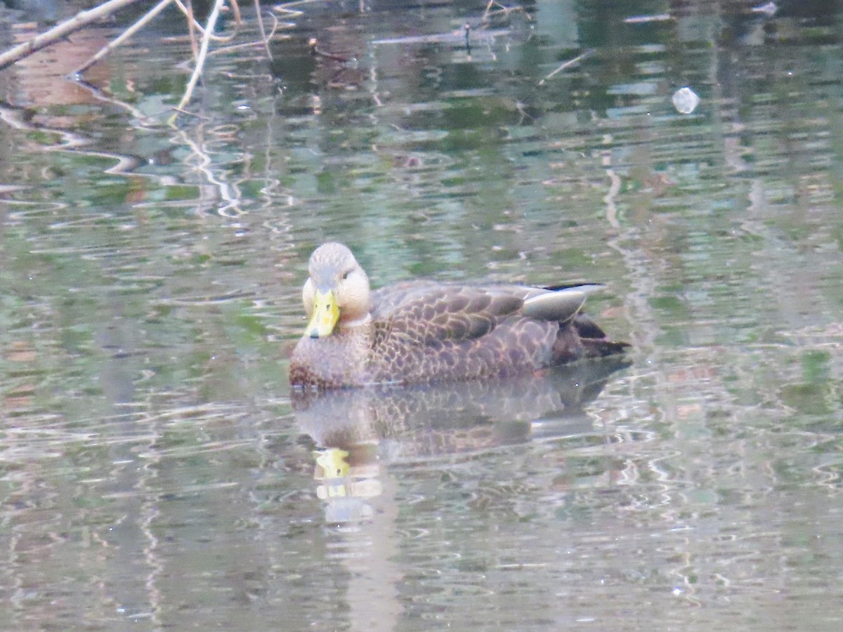 American Black Duck - Sandy Morrissey