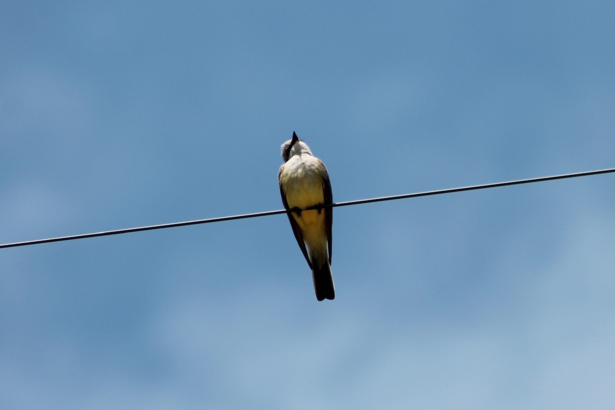 Western Kingbird - ML614231467