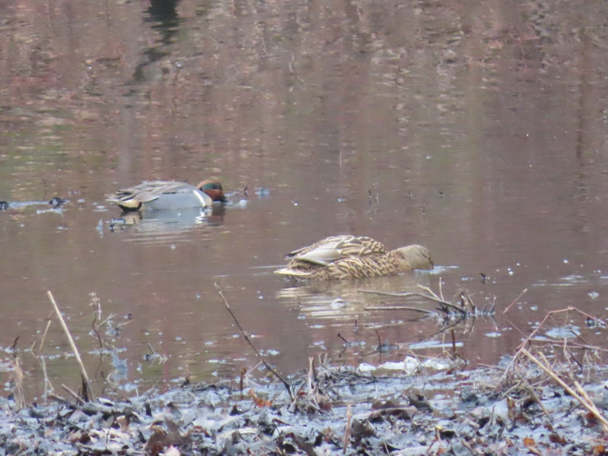 Green-winged Teal - Sandy Morrissey