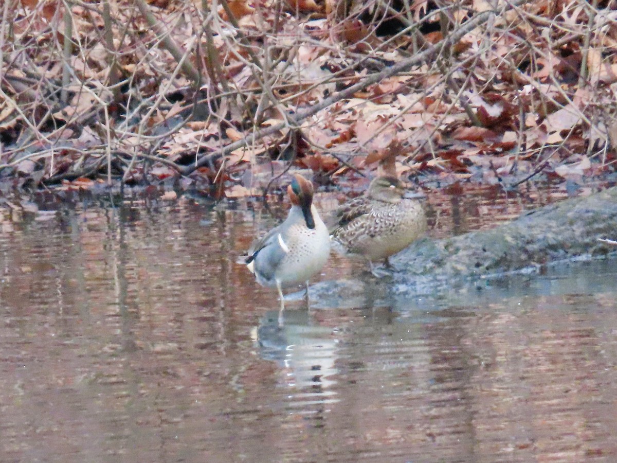 Green-winged Teal - ML614231477