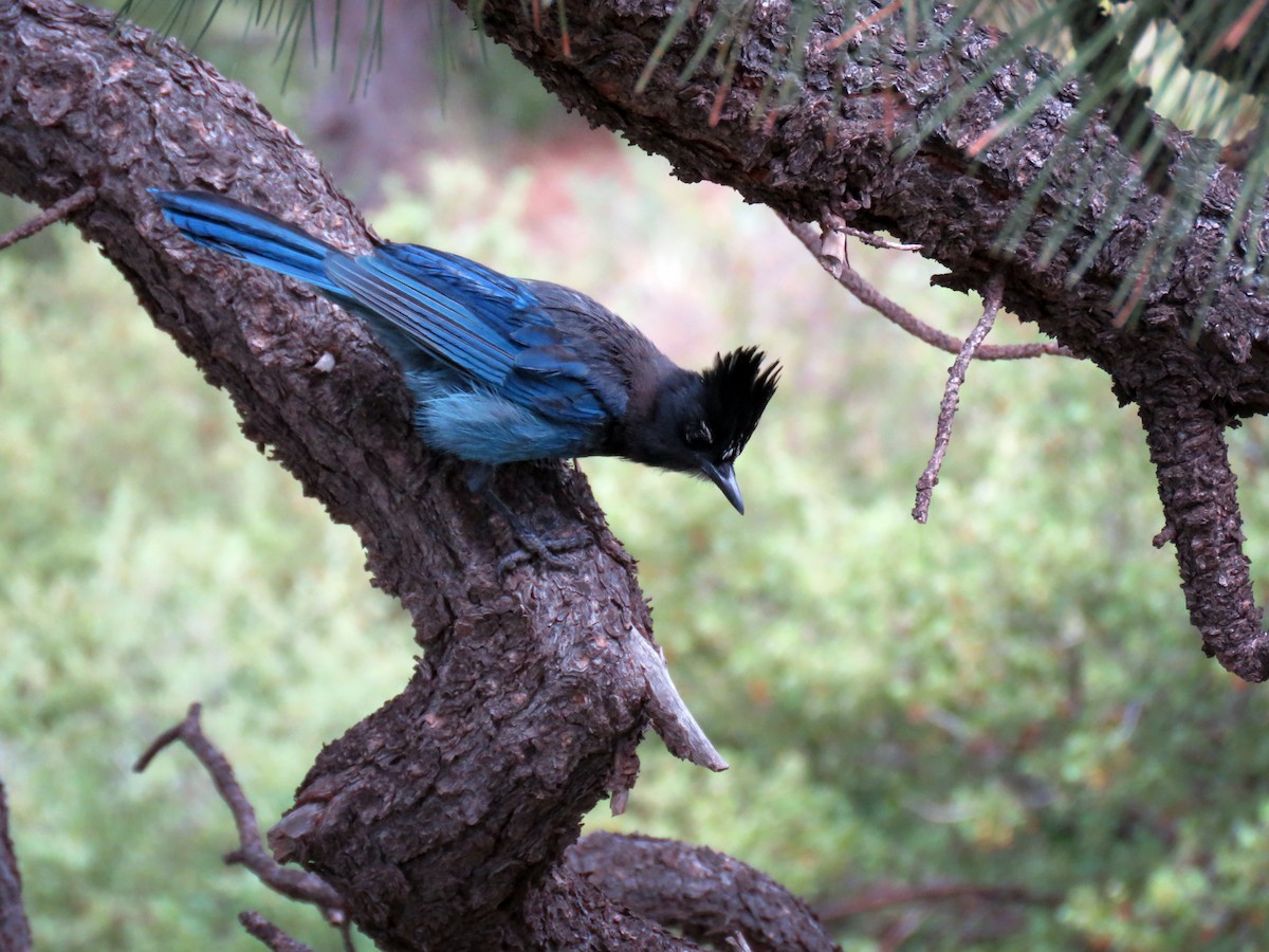 Steller's Jay - ML614231479