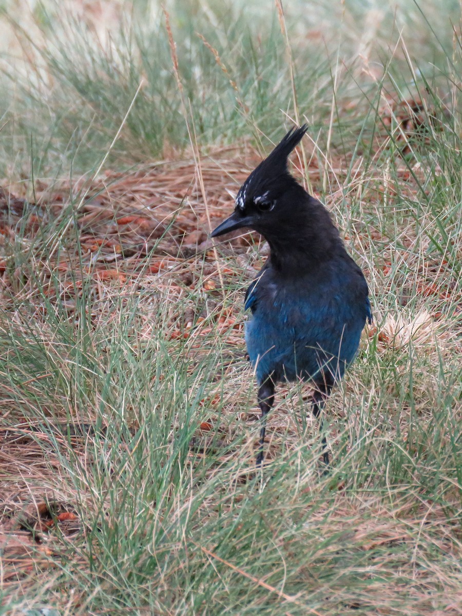 Steller's Jay - Dave Read