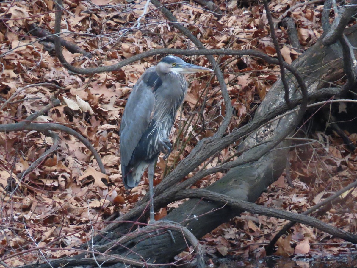 Great Blue Heron - ML614231481