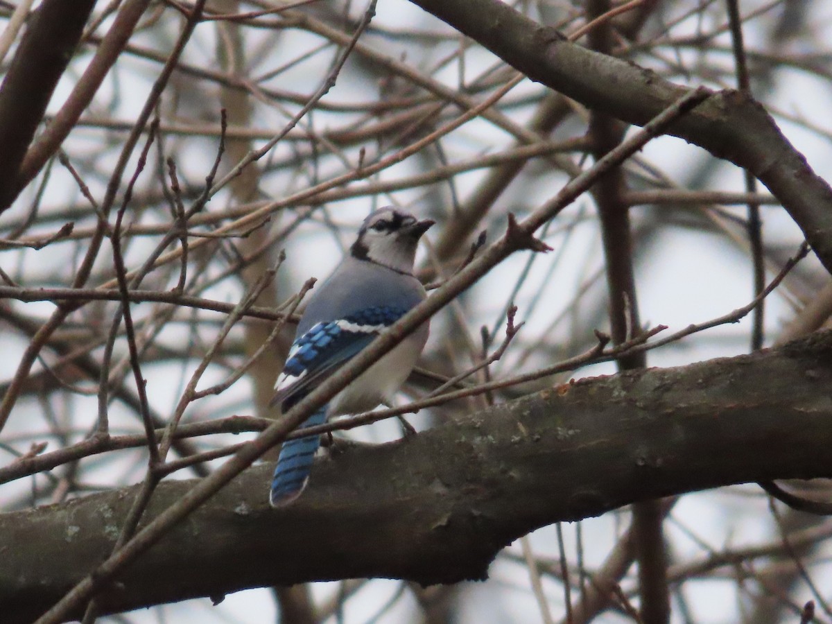 Blue Jay - ML614231485