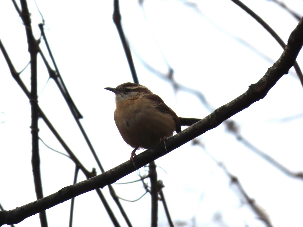 Carolina Wren - ML614231491