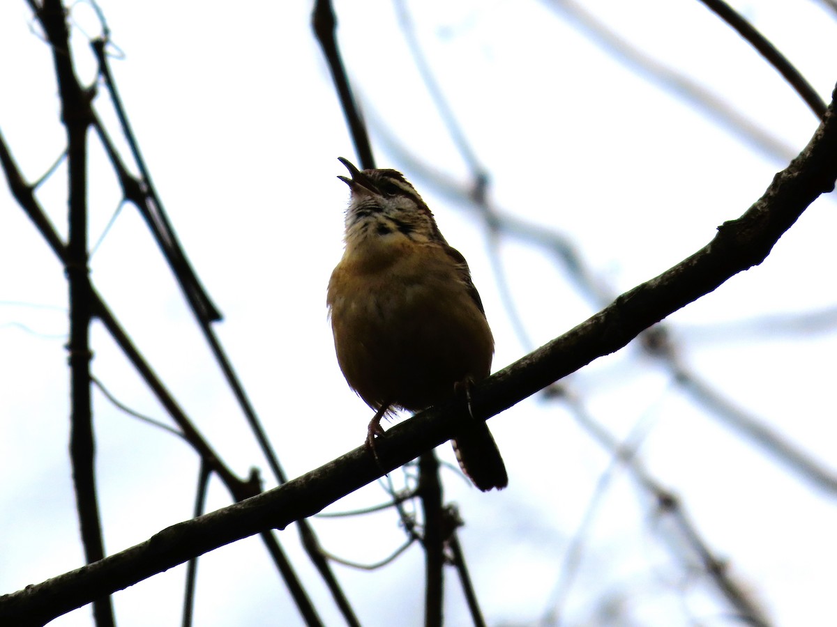 Carolina Wren - ML614231503