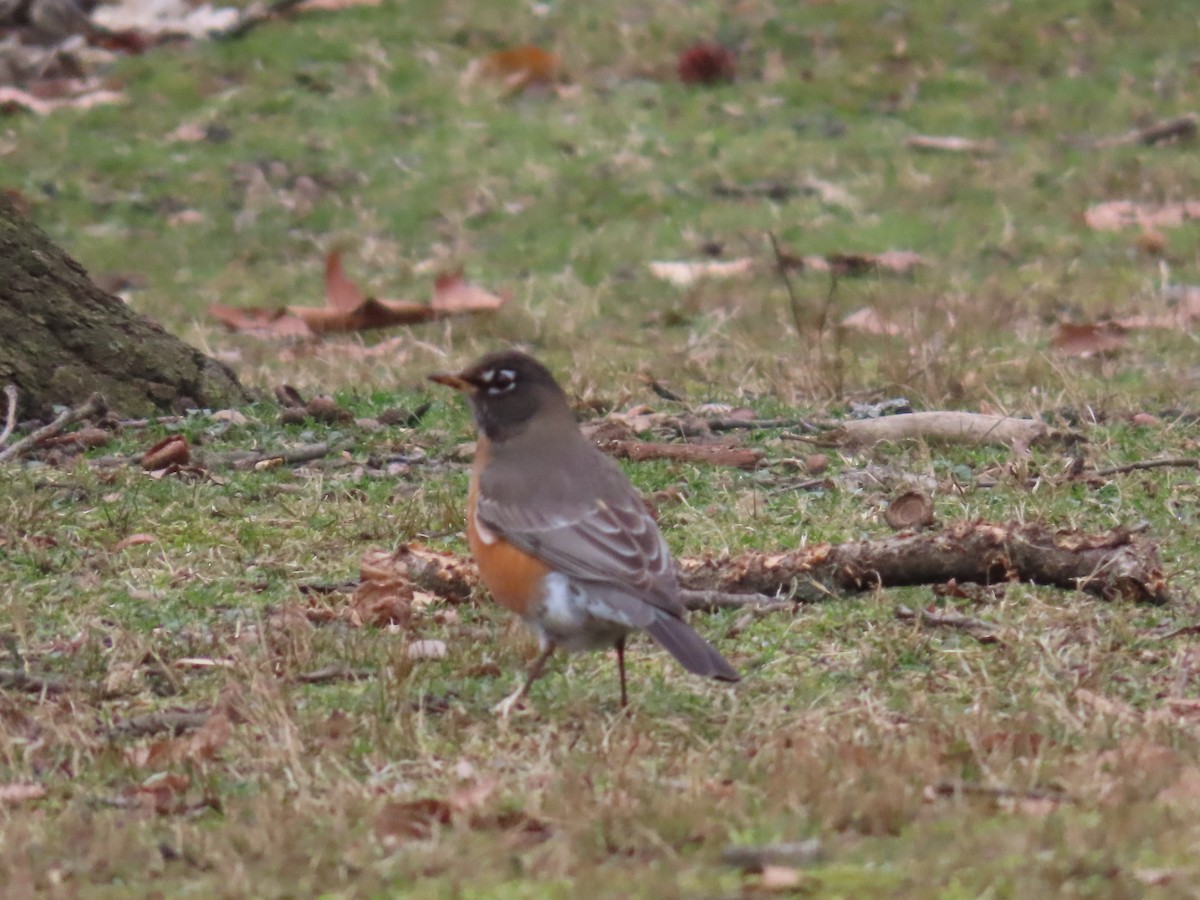 American Robin - ML614231532