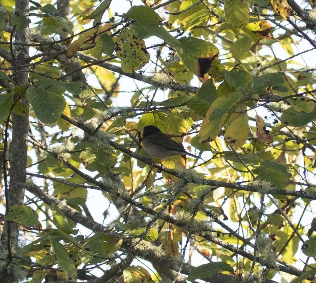 Dark-eyed Junco - ML614231562