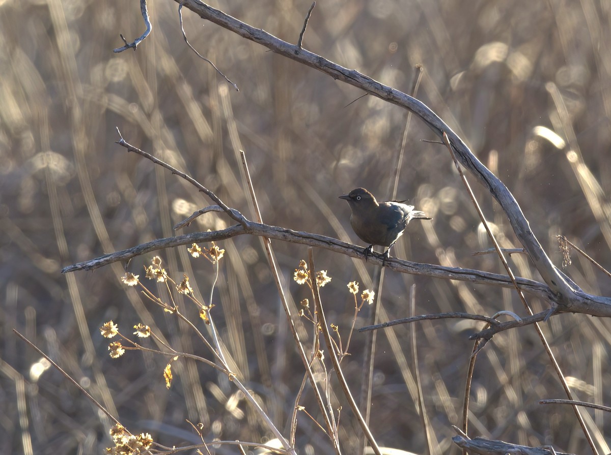 Rusty Blackbird - ML614231578