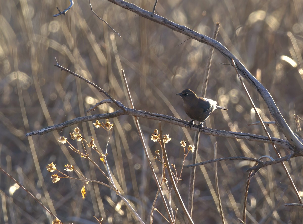 Rusty Blackbird - ML614231579