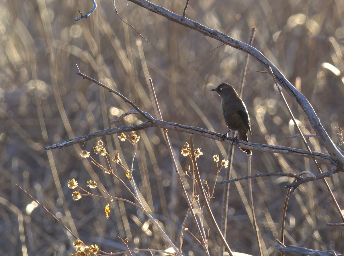 Rusty Blackbird - ML614231580