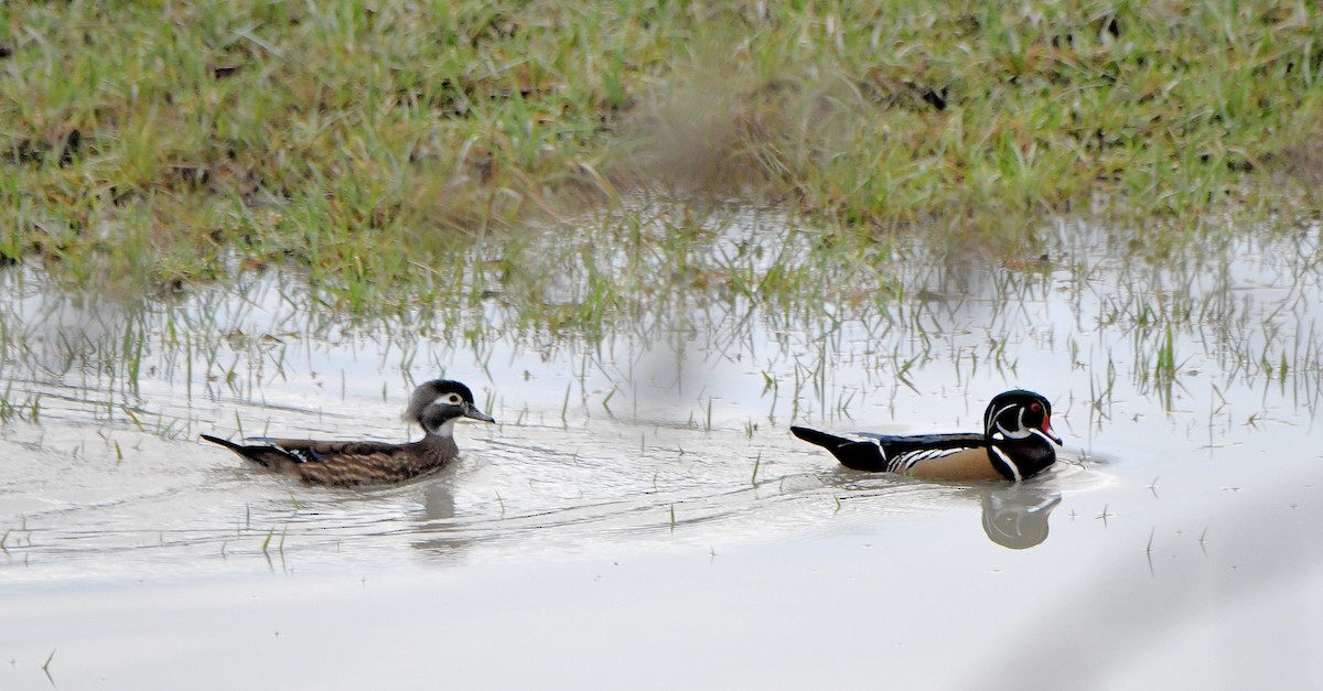 Wood Duck - Carol Riddell