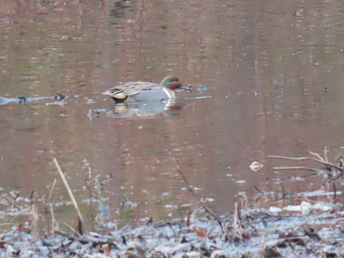 Green-winged Teal - ML614231686