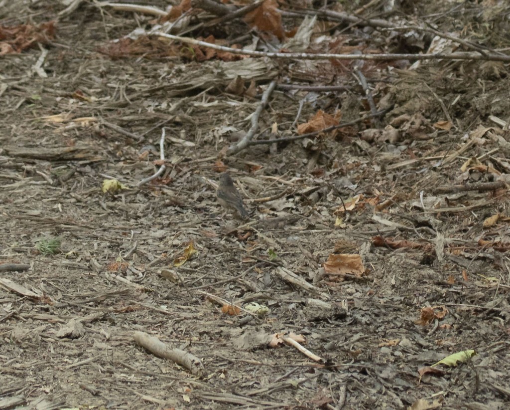 Dark-eyed Junco - ML614231699