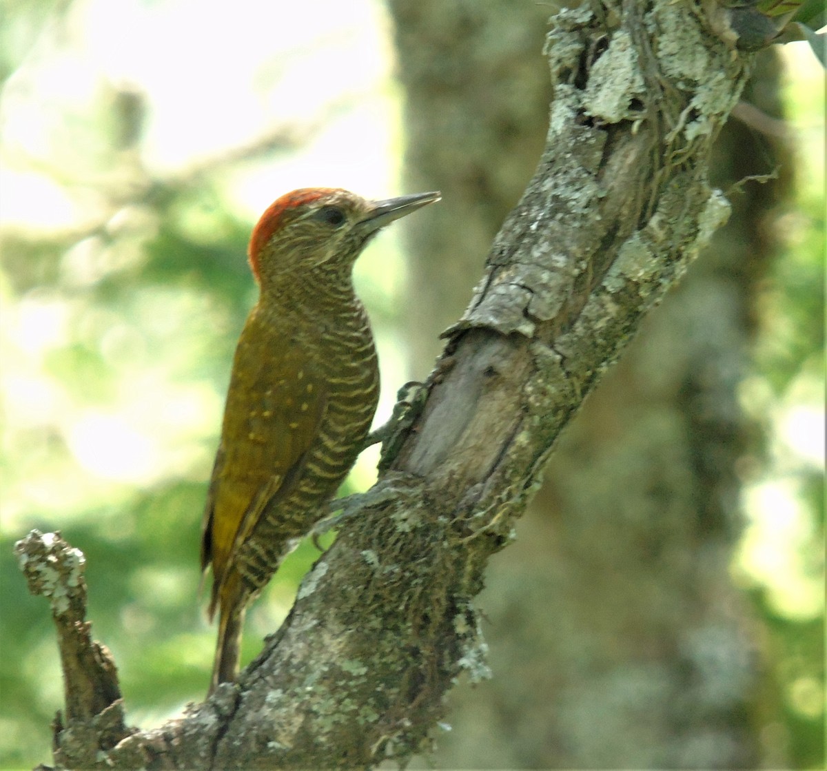 Dot-fronted Woodpecker - ML614231739