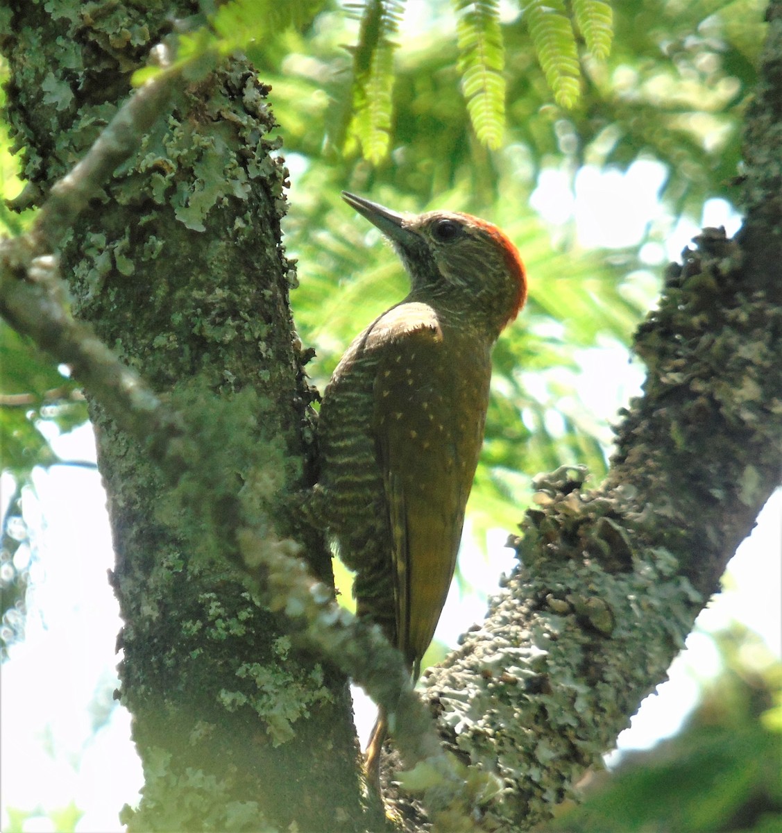 Dot-fronted Woodpecker - ML614231740