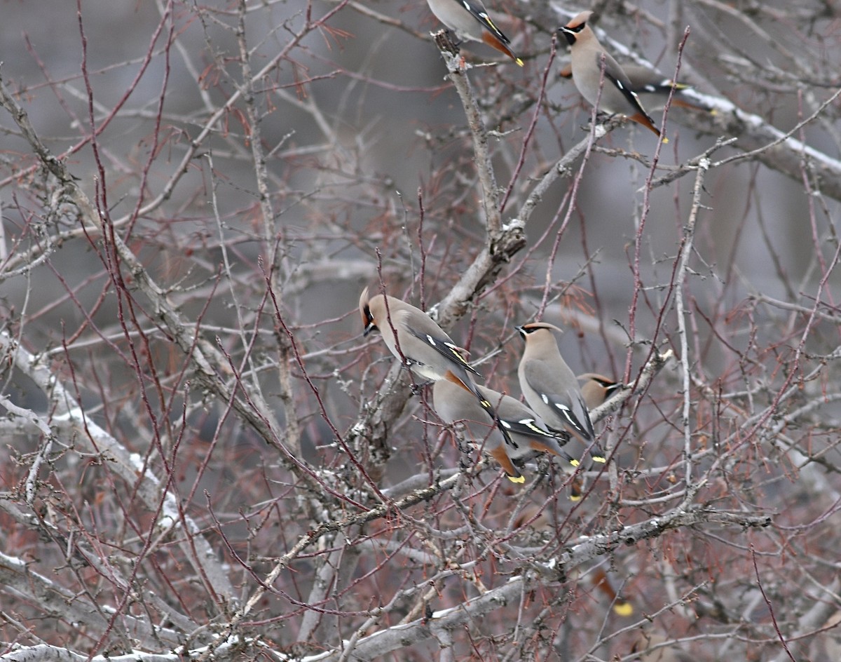 Bohemian Waxwing - ML614231758