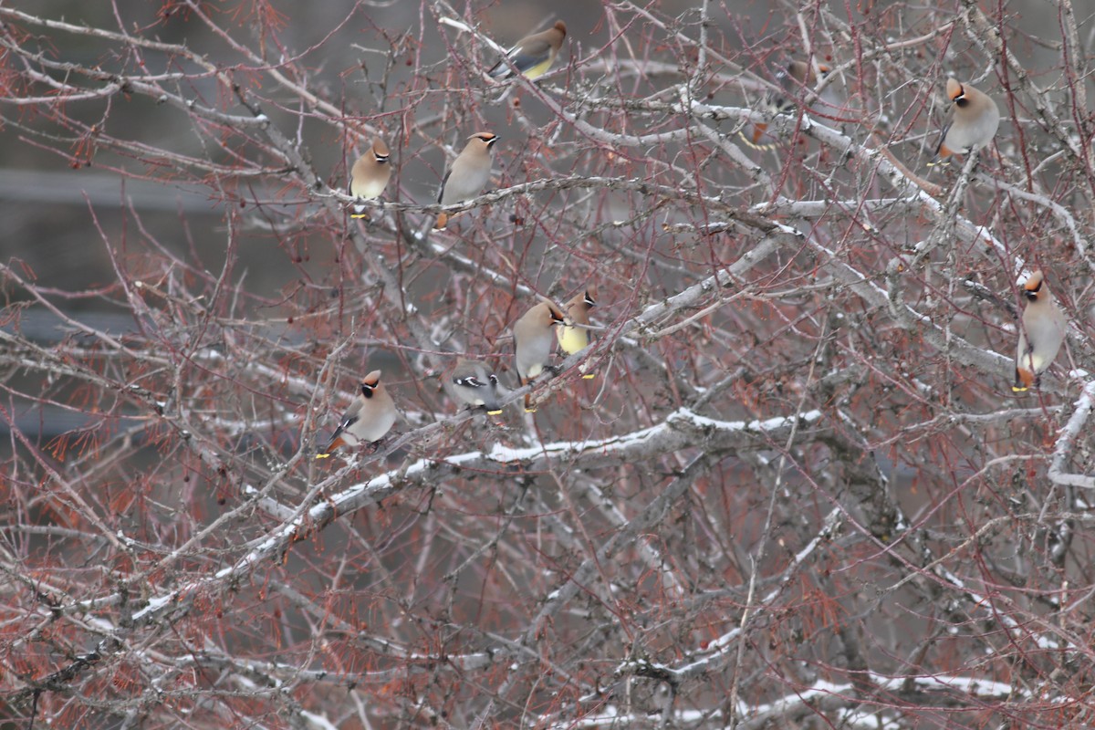 Bohemian Waxwing - ML614231759