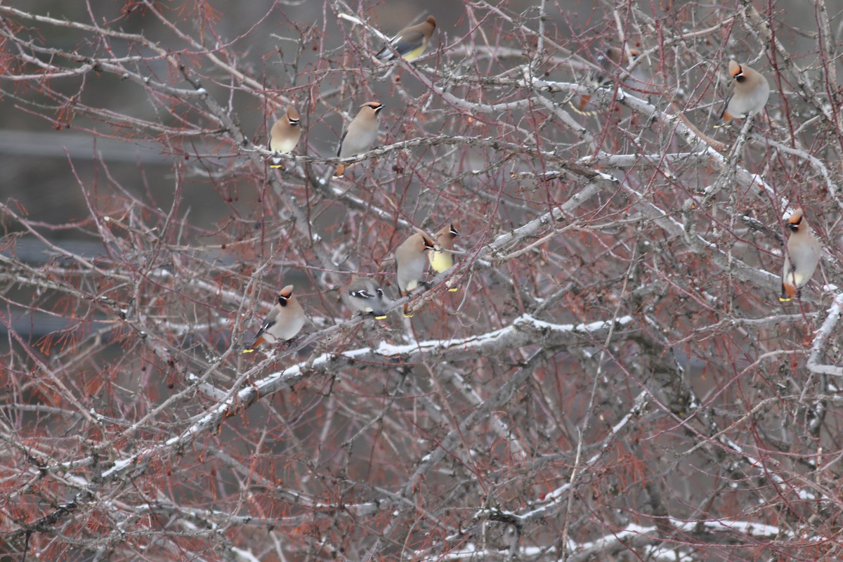 Bohemian Waxwing - ML614231759