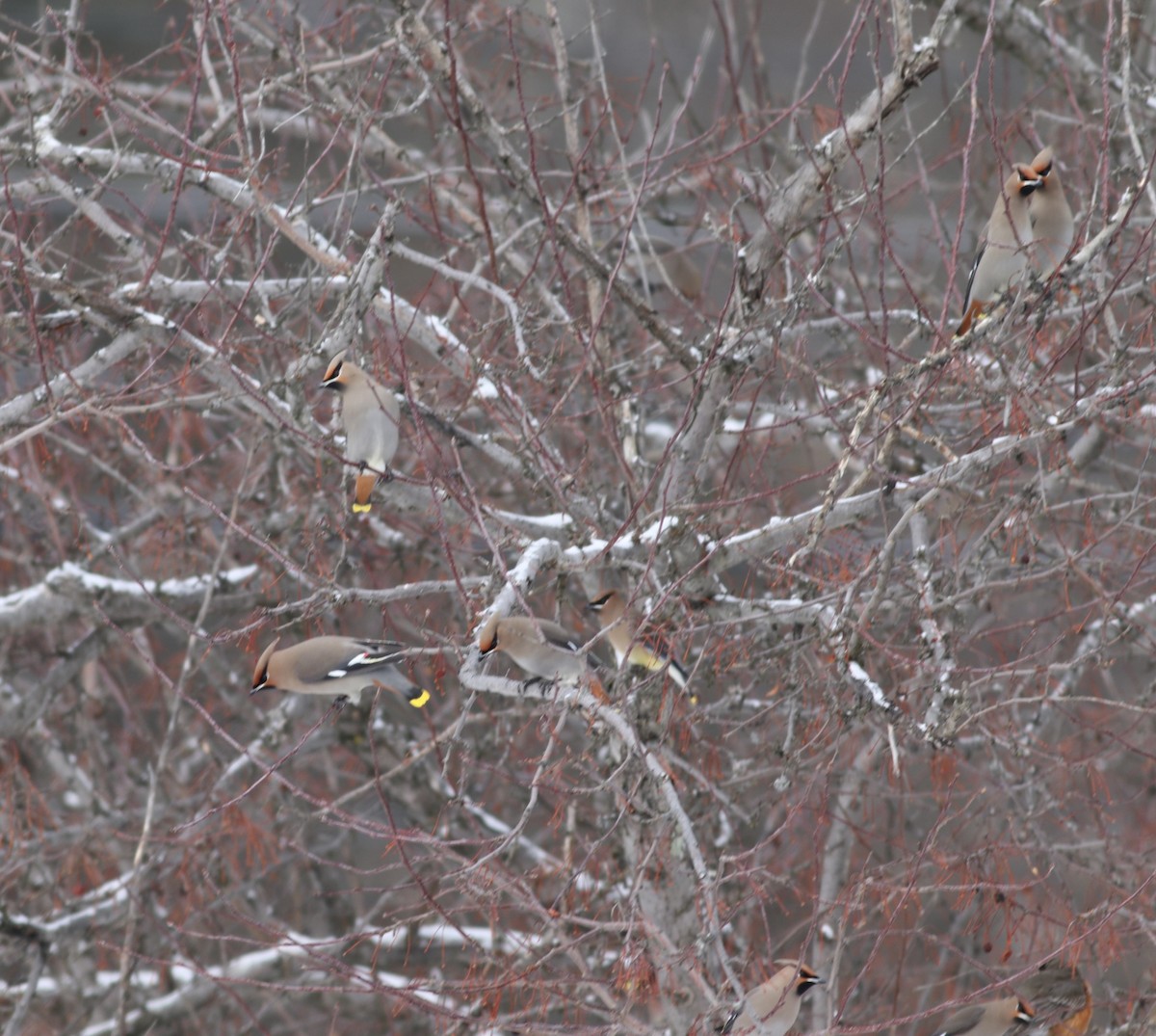 Bohemian Waxwing - ML614231761