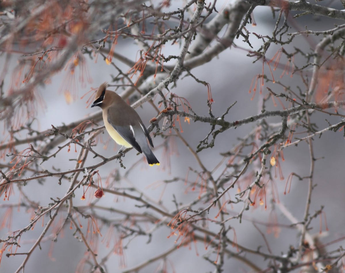 Cedar Waxwing - ML614231769