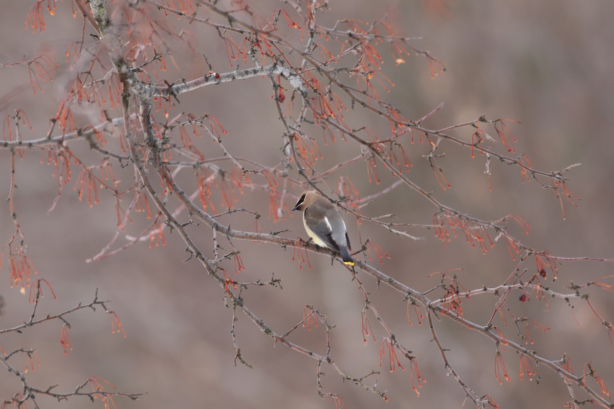 Cedar Waxwing - ML614231770