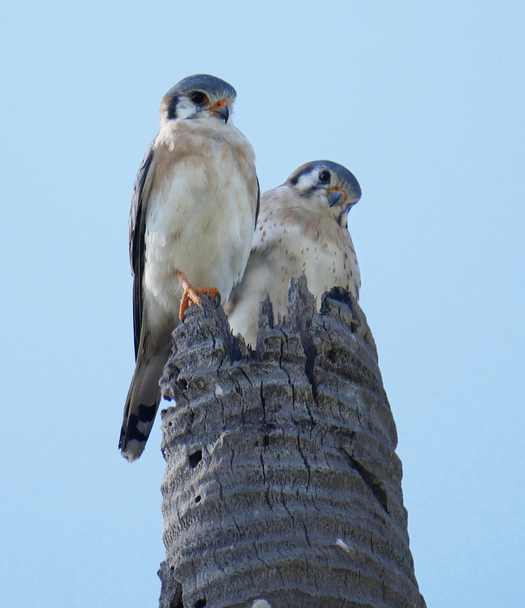 American Kestrel - ML614231815