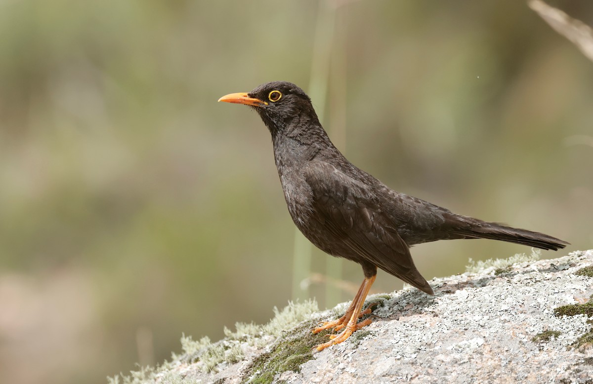 Chiguanco Thrush - ML614231872
