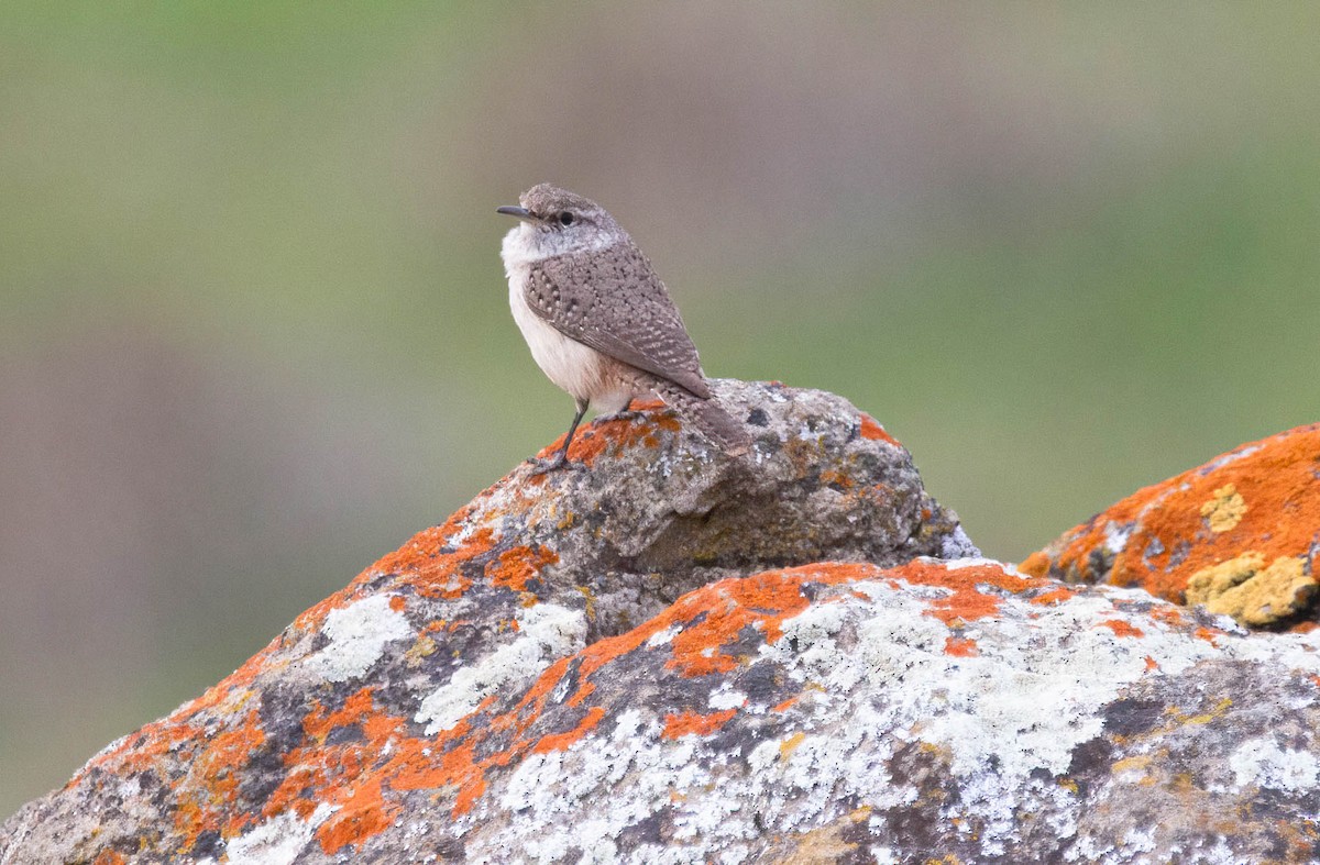 Rock Wren - ML614231885